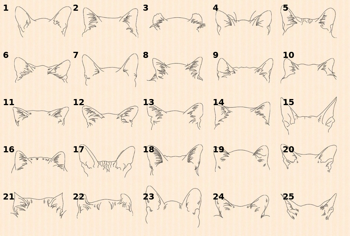 Embroidered dog outline sweatshirt or Tee