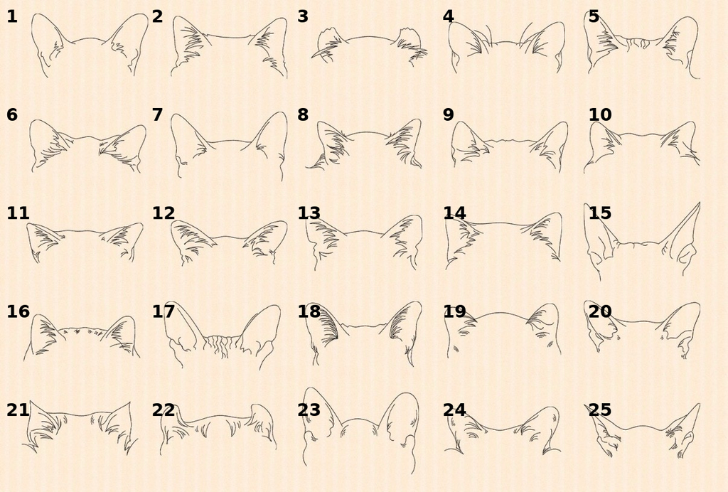 Embroidered dog outline sweatshirt or Tee