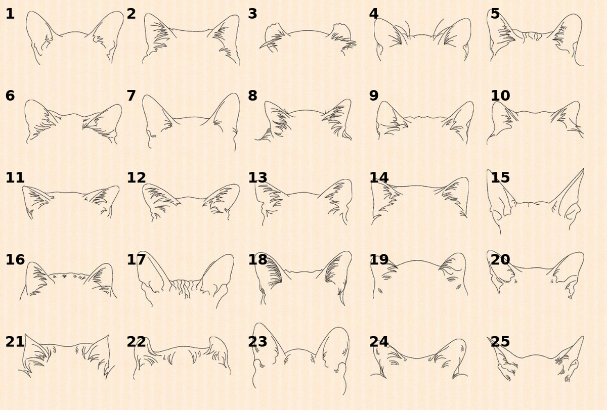 Embroidered dog outline sweatshirt or Tee